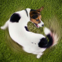 ¿Por qué los perros dan vueltas antes de sentarse?