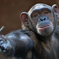 Você não precisa ser feliz