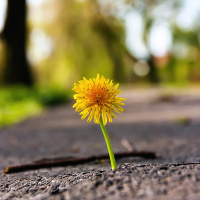 Resilient Communities