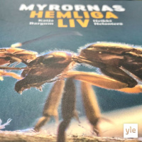 Allt du inte visste att du ville veta om myror!