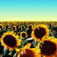 Dave Allison- Summer Sun Mix 