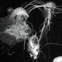 Gai Barone - Patterns 662