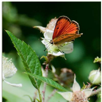 Fotografía En El Cuarto Oscuro