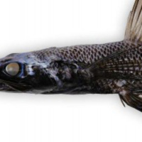 Breakfast With Spanky - Peter McMillan from NIWA on creatures from the deep