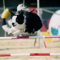 Breakfast With Spanky - Dr. William Helton on dog intel