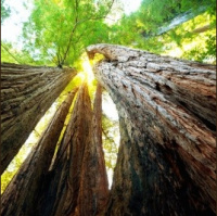 Mariposa Grove (Progressive)