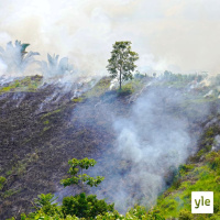 Koronakriisi kiihdytti sademetsän tuhoa Amazonissa 