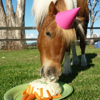 Horses Birthday S02E18