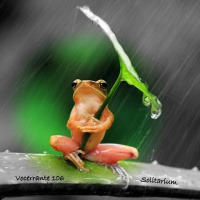 Vocerrante106 - Solitarium