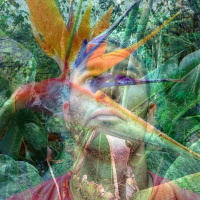 Sadhu Sensi - Iboga Records Exclusive Mix