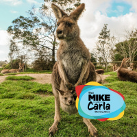 MC Podcast 8-5-21: Kangaroo Stampede  Should She Stay or Go?