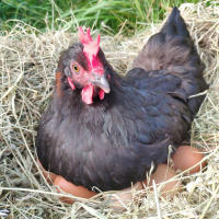 MC PODCAST 1-5-23: Chickens, Stuffed Animals  Much More!