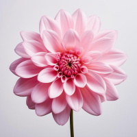 K Loveski Best Songs 2024