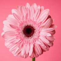 K Loveski Best Songs 2023