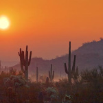 Franck Matthews Presents: Desert Winds