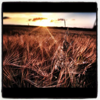 Danny Palm - Platitude 026 - Guest Mix - Brother Bliss