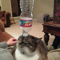 Lie Still Little Bottle