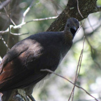 Lyrebird - Horsfield Bay NSW, Jan 23 2017