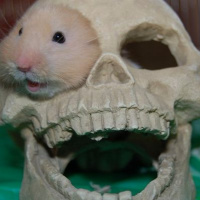 ML Massacre 2: Team Crunk Cranium Candle