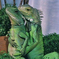 Everyones In Love with My Girl