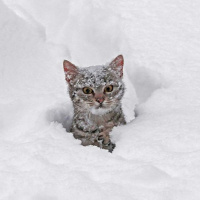 East Vancouver Uber Alles