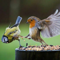 01 Bells In The Courtyard