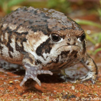 Hardcore Prophecy: Chapter 2, version 1.1