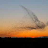 Either Birds Or Ghosts