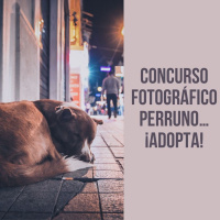 Concurso fotográfico perruno… ¡Adopta!