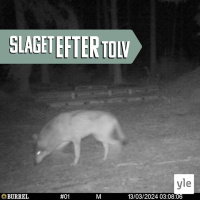 Vargen mitt ibland oss – har vi ett problem?