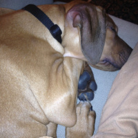 Watson the puppy snoring