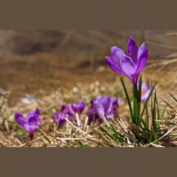 ep.77 Inspiring for spring