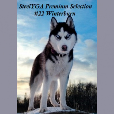 Steelyga Premium Selection Radioshow