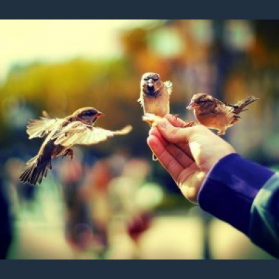 Steelyga Premium Selection Radioshow