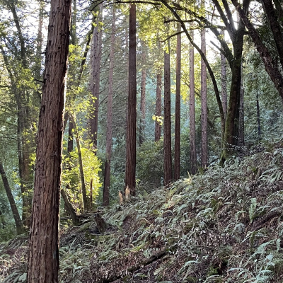 Joe Schaeffer Podcast