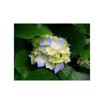 Podcast De Catedral Culiacan