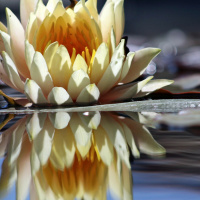 To Come To Know Ones Self