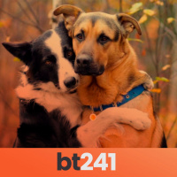 BullterrierFM 241 - Abrazos musicales de cruda