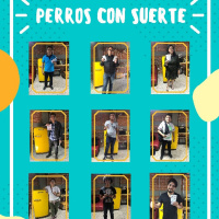 #Milagrobullterrier presenta... Nos vamos al Vive, nos vamos al Vive