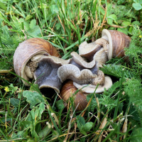 Natura naturans (2018) for kalimba  live-electronics - BINAURAL