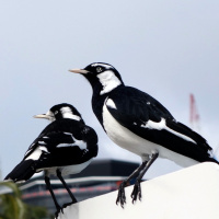 Brisky Breath (2016) - realtime composition for computer and kalimba (BINAURAL)