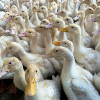 B.I.R.D. (Before I Recognised Diversity) - BINAURAL