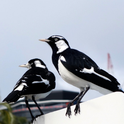 New Music By Karlheinz Essl