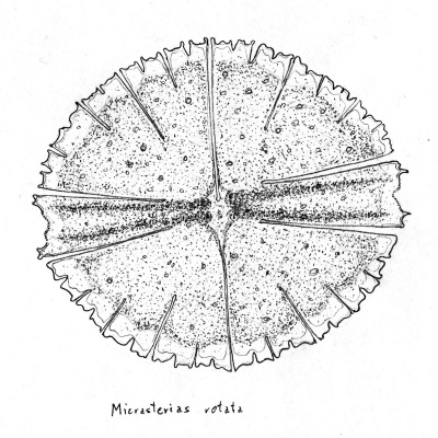 New Music By Karlheinz Essl