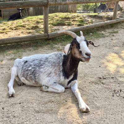 New Music By Karlheinz Essl