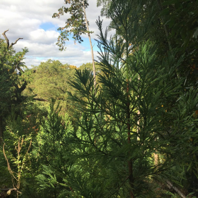 New Music By Karlheinz Essl