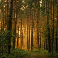 If You Go Deeper Into the Woods Today...