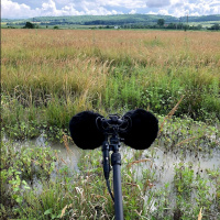Toads singing during the afternoon, in a field in Romania