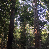 Woodpecker in the Amazonian Rainforest