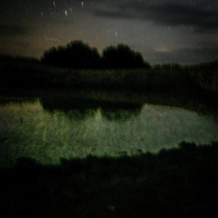 Toads and frogs during the night in the desert (San Luis Potosi, Mexico)